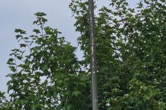 83C04F7B-FF52-431A-A9EA-316BB17A8039